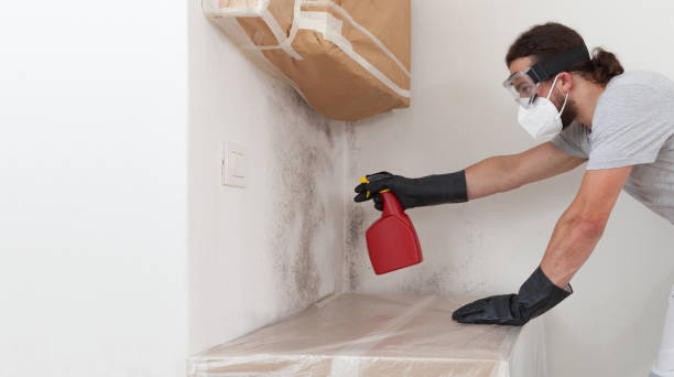 Professional Mold Removal technician working in Hamburg, PA