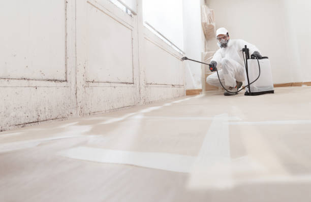 24/7 Emergency Mold Removal experts in Hamburg, PA