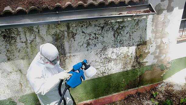Trusted Mold Remediation service in Hamburg, PA - Cheap Mold Removal